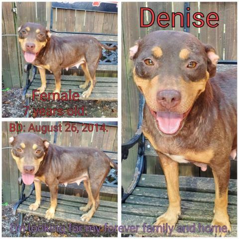 Denise, an adoptable Mixed Breed in Boaz, AL, 35957 | Photo Image 1