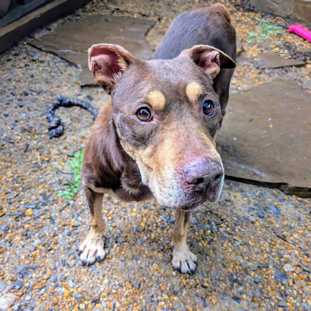 Denise, an adoptable Mixed Breed in Boaz, AL, 35957 | Photo Image 1