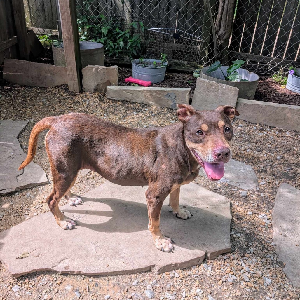 Denise, an adoptable Mixed Breed in Boaz, AL, 35957 | Photo Image 3