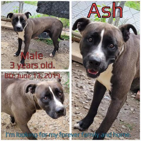 Ash, an adoptable Mixed Breed in Boaz, AL, 35957 | Photo Image 1