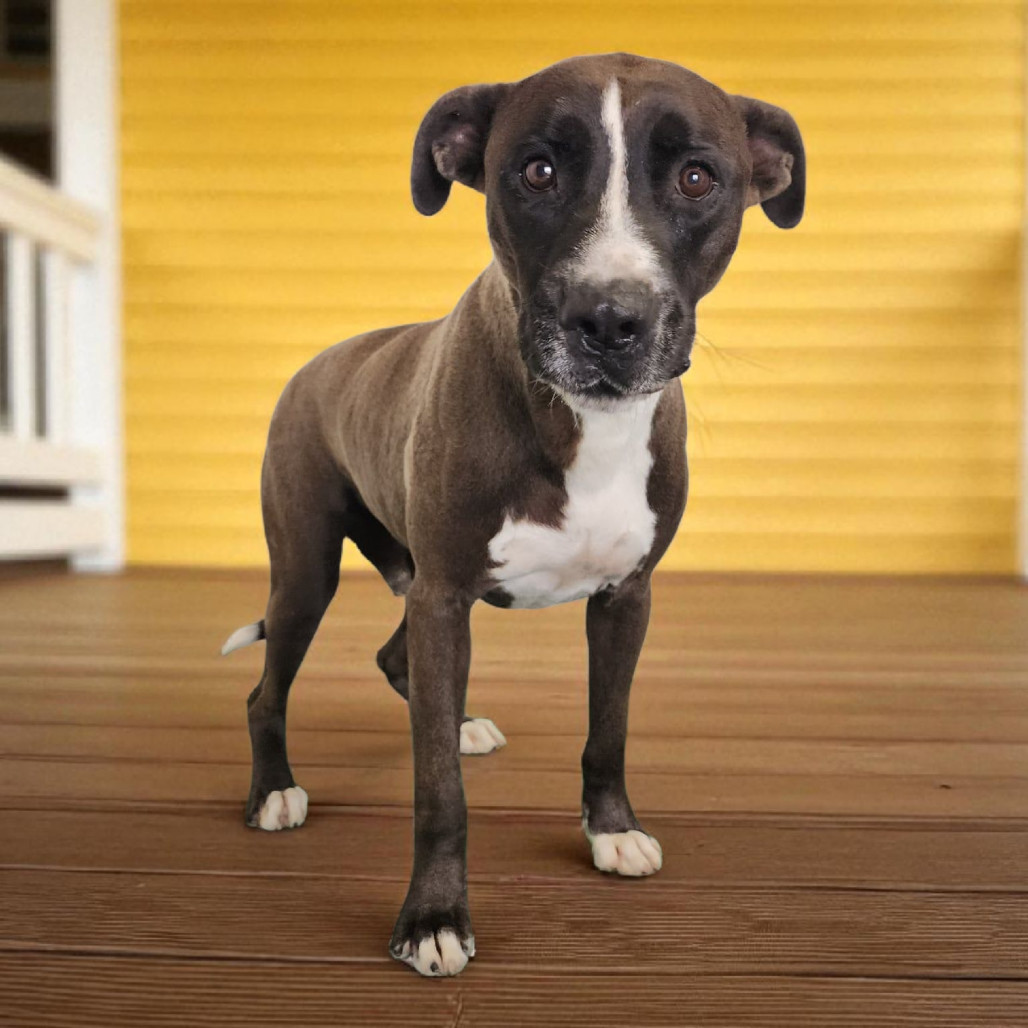 Ash, an adoptable Mixed Breed in Boaz, AL, 35957 | Photo Image 1