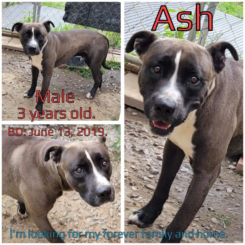 Ash, an adoptable Mixed Breed in Boaz, AL, 35957 | Photo Image 2