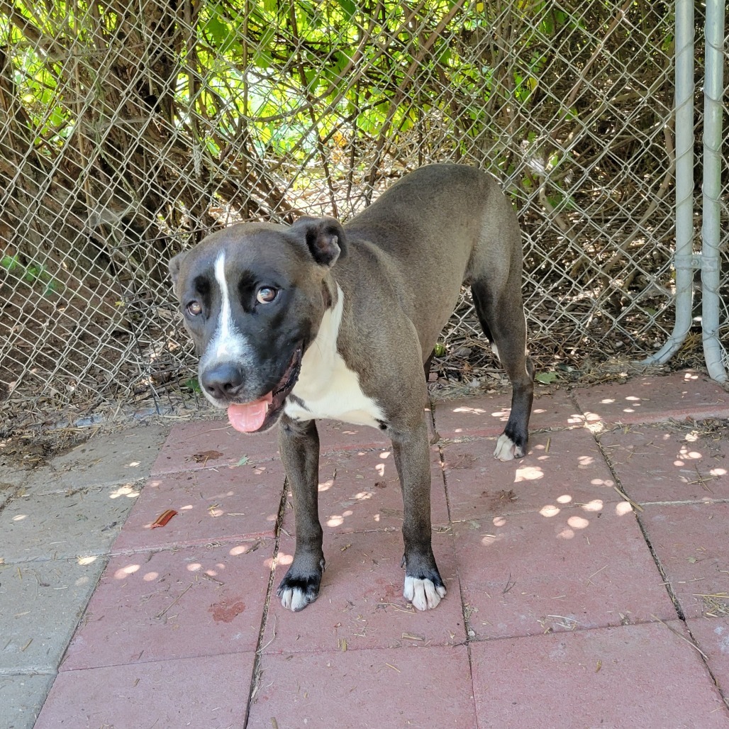 Ash, an adoptable Mixed Breed in Boaz, AL, 35957 | Photo Image 3