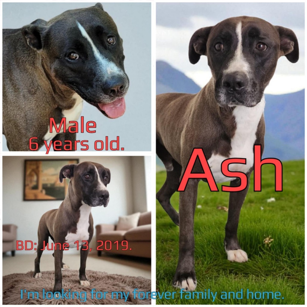 Ash, an adoptable Mixed Breed in Boaz, AL, 35957 | Photo Image 4
