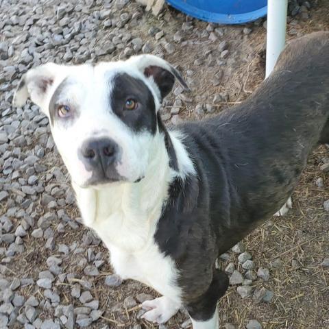 Oreo, an adoptable Mixed Breed in Boaz, AL, 35957 | Photo Image 2