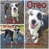 Oreo photo 2