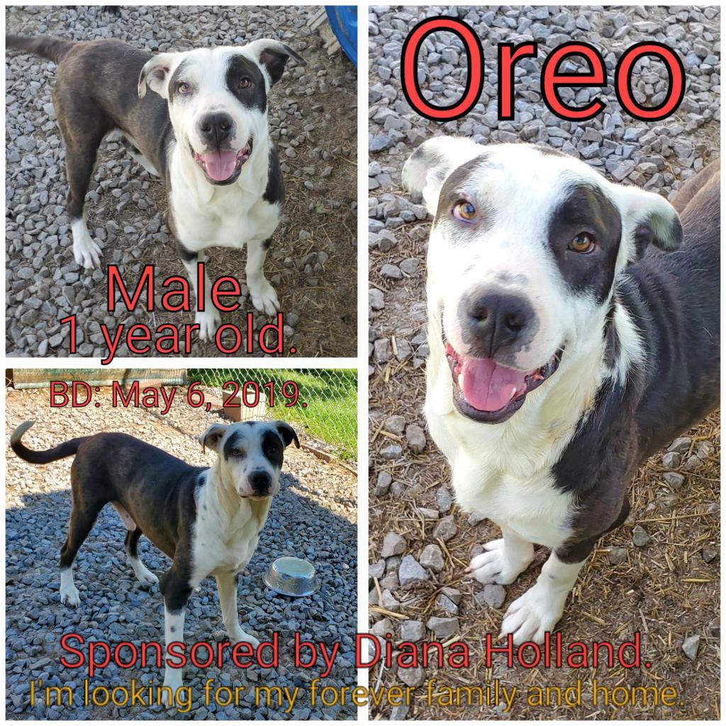 Oreo, an adoptable Mixed Breed in Boaz, AL, 35957 | Photo Image 2