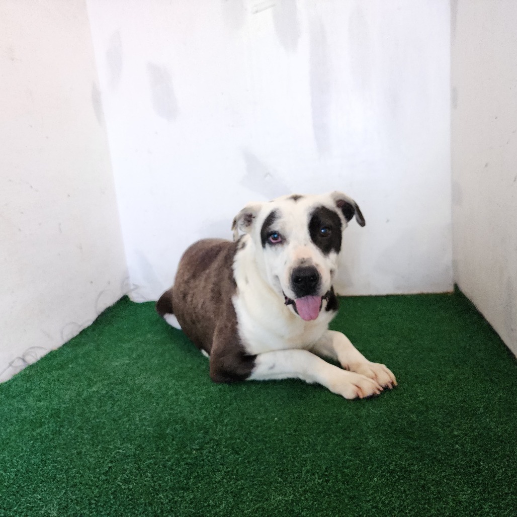 Oreo, an adoptable Mixed Breed in Boaz, AL, 35957 | Photo Image 3
