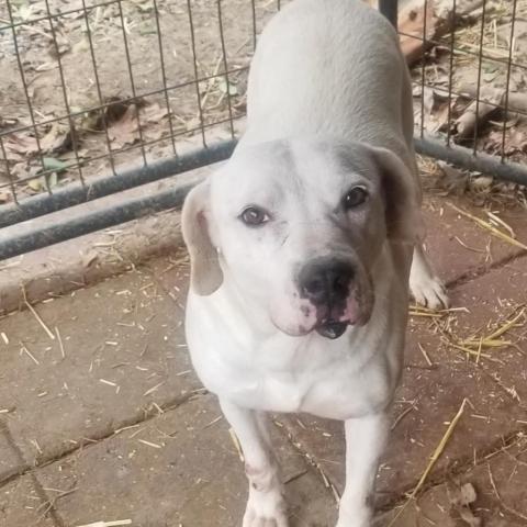 Nadine, an adoptable Mixed Breed in Boaz, AL, 35957 | Photo Image 3