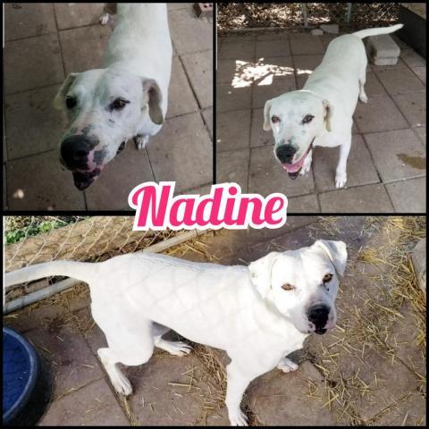 Nadine, an adoptable Mixed Breed in Boaz, AL, 35957 | Photo Image 3