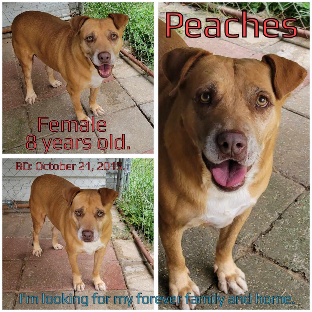 Peaches, an adoptable Mixed Breed in Boaz, AL, 35957 | Photo Image 2