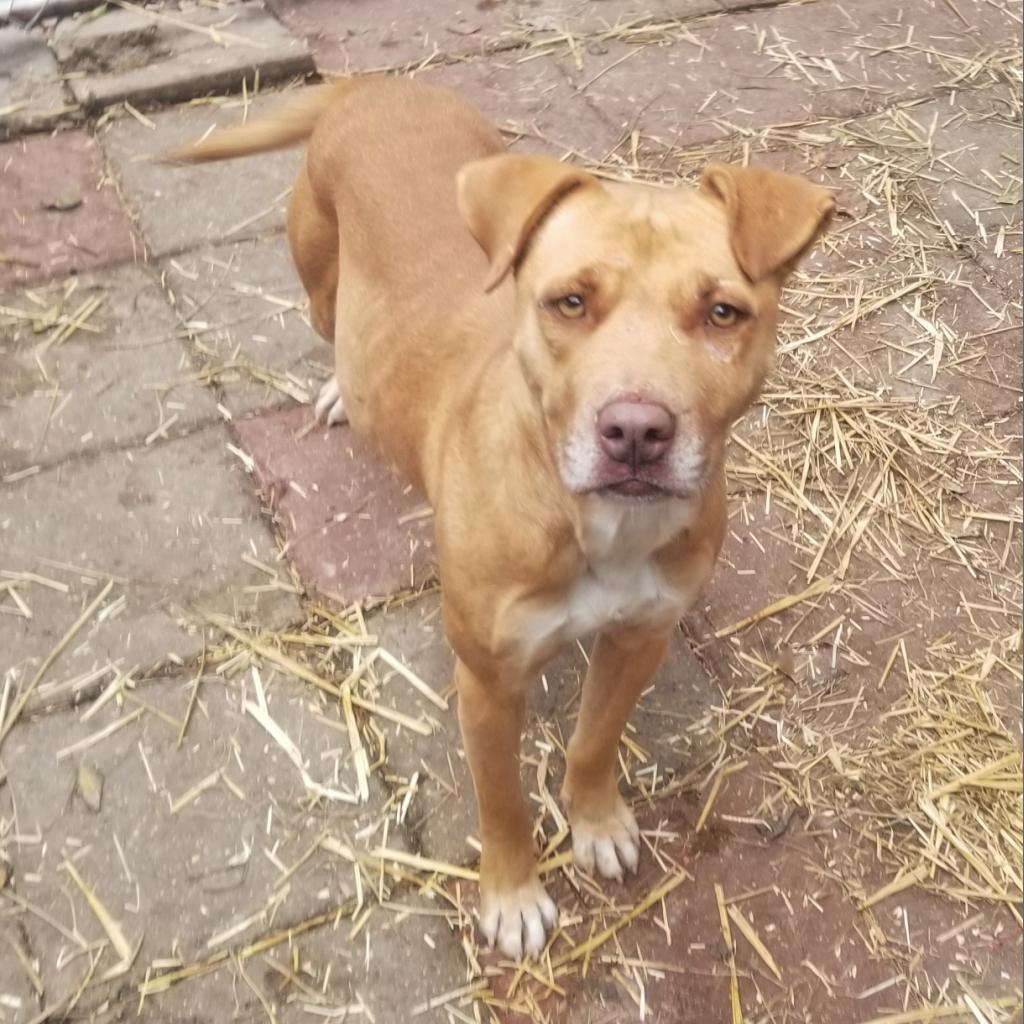 Peaches, an adoptable Mixed Breed in Boaz, AL, 35957 | Photo Image 3