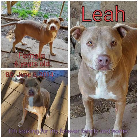 Leah, an adoptable Mixed Breed in Boaz, AL, 35957 | Photo Image 1