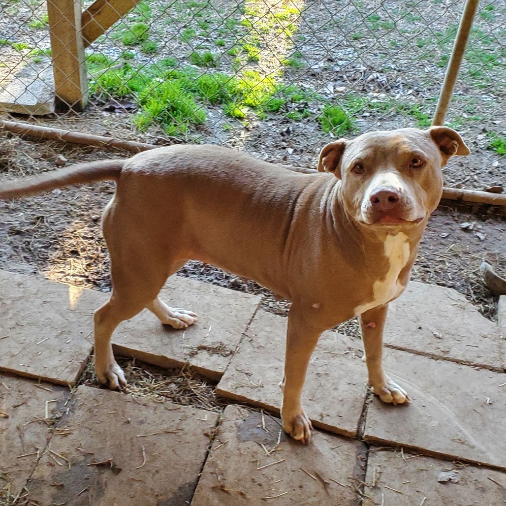 Leah, an adoptable Mixed Breed in Boaz, AL, 35957 | Photo Image 1