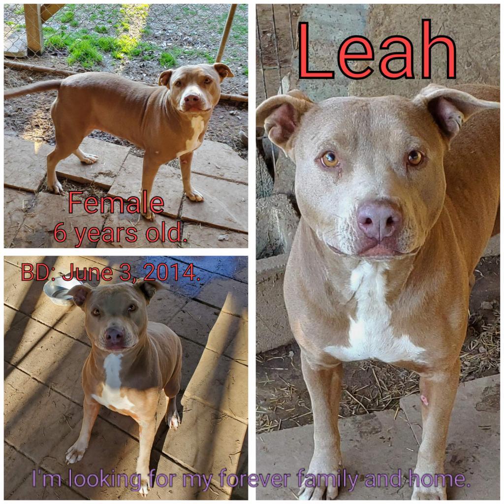 Leah, an adoptable Mixed Breed in Boaz, AL, 35957 | Photo Image 2