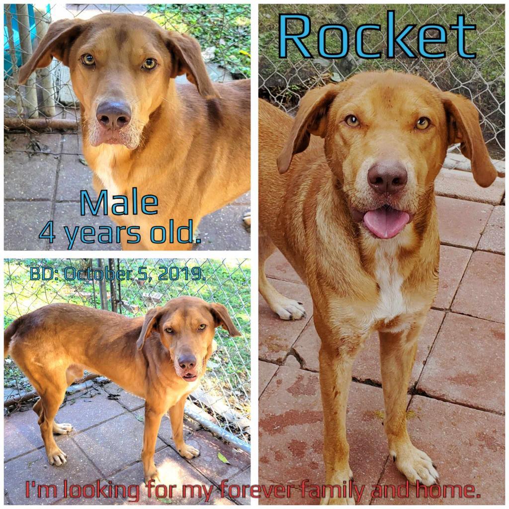 Rocket, an adoptable Mixed Breed in Boaz, AL, 35957 | Photo Image 1