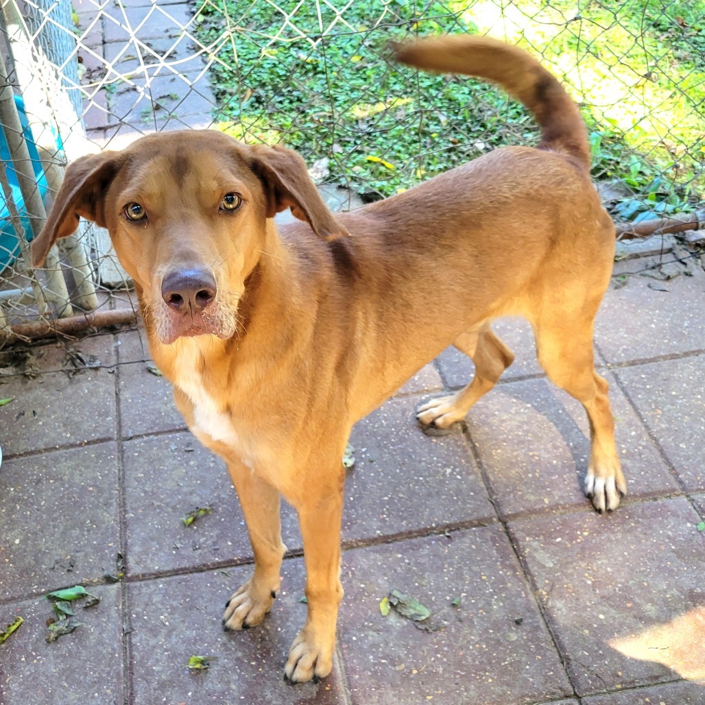 Rocket, an adoptable Mixed Breed in Boaz, AL, 35957 | Photo Image 1