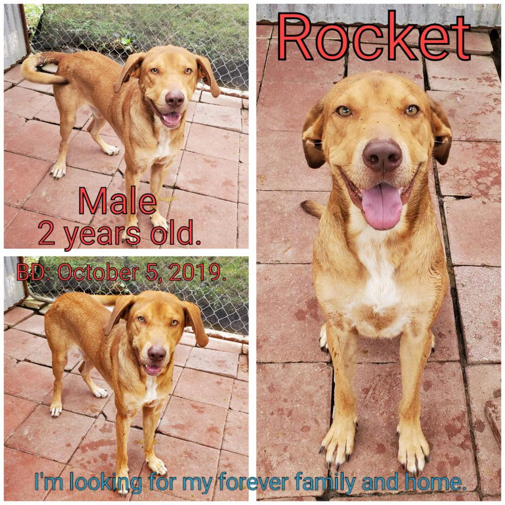 Rocket, an adoptable Mixed Breed in Boaz, AL, 35957 | Photo Image 3