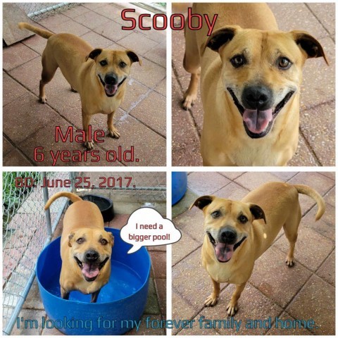 Scooby Doo, an adoptable Mixed Breed in Boaz, AL, 35957 | Photo Image 1