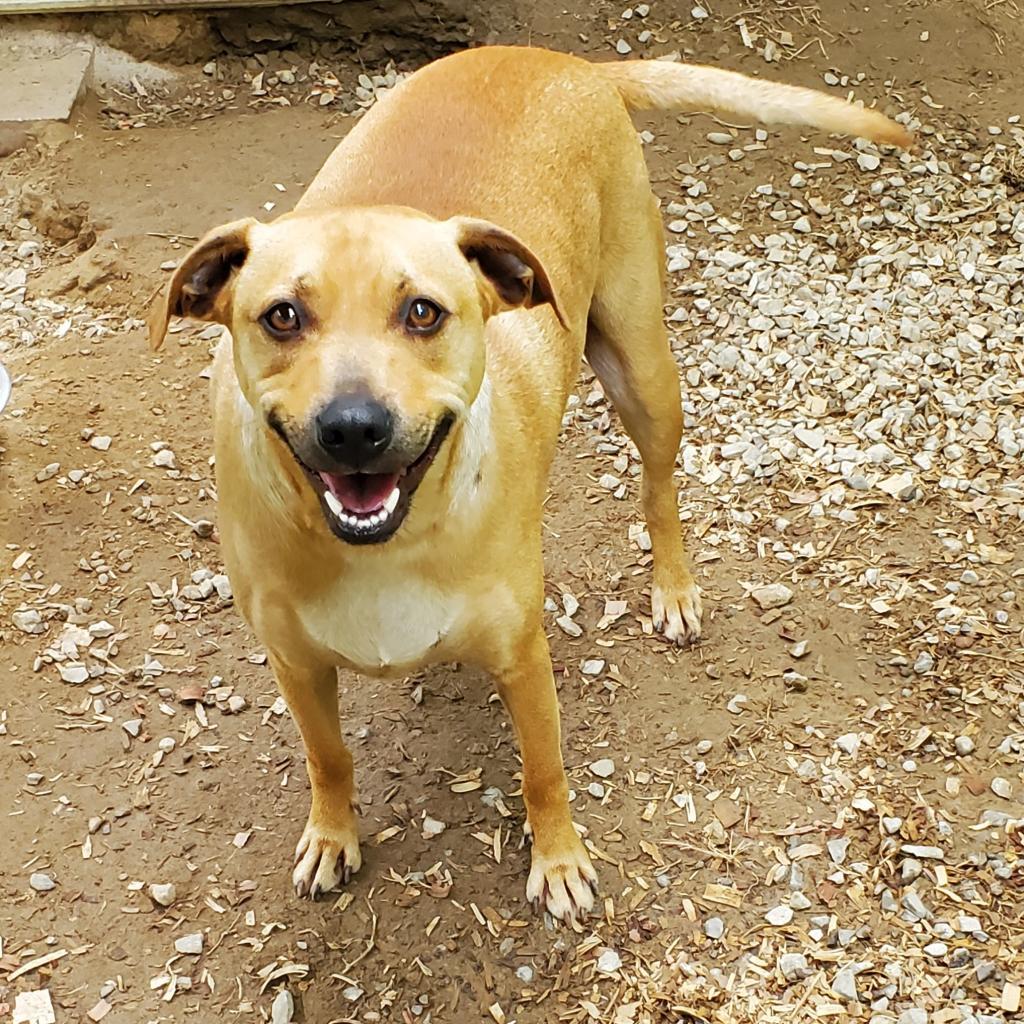 Scooby Doo, an adoptable Mixed Breed in Boaz, AL, 35957 | Photo Image 1