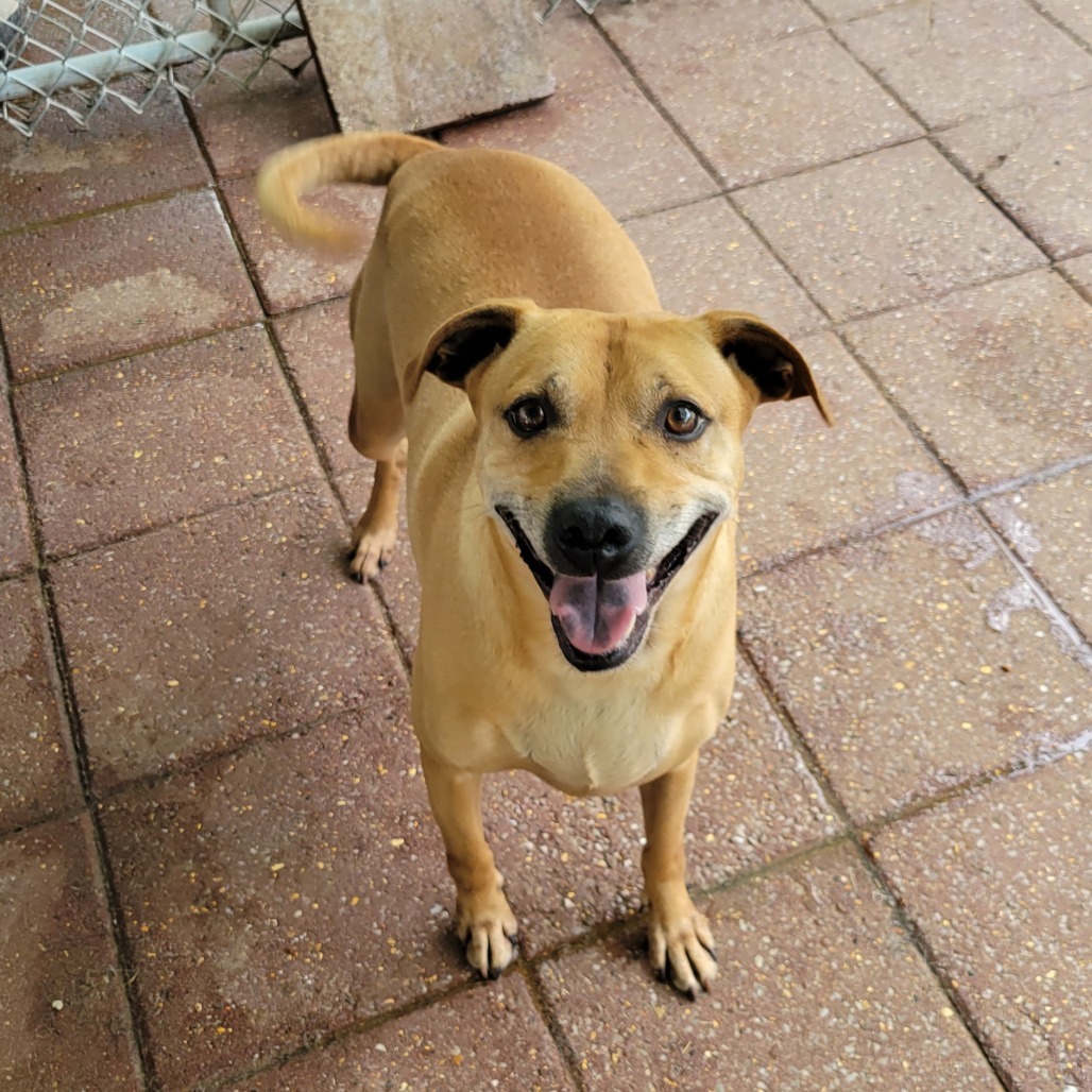 Scooby Doo, an adoptable Mixed Breed in Boaz, AL, 35957 | Photo Image 5