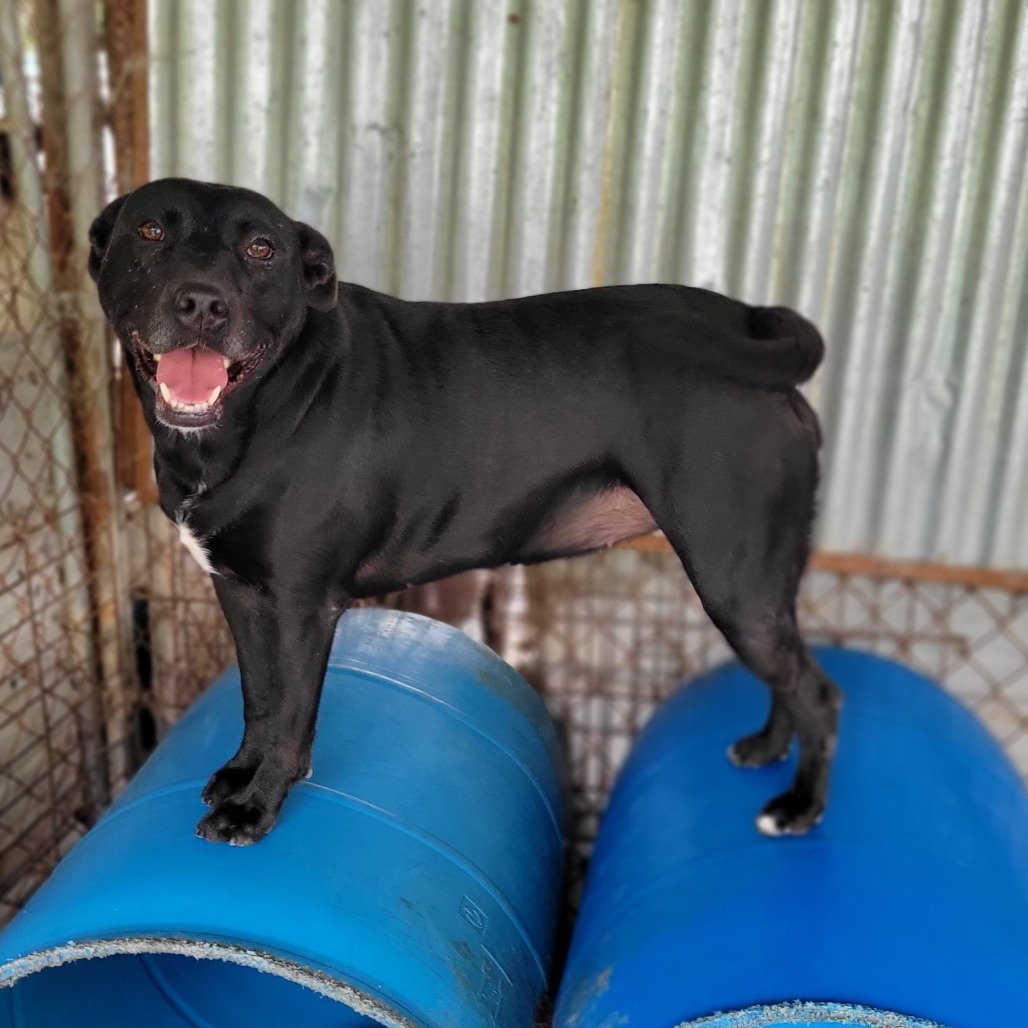 Laverne, an adoptable Mixed Breed in Boaz, AL, 35957 | Photo Image 1