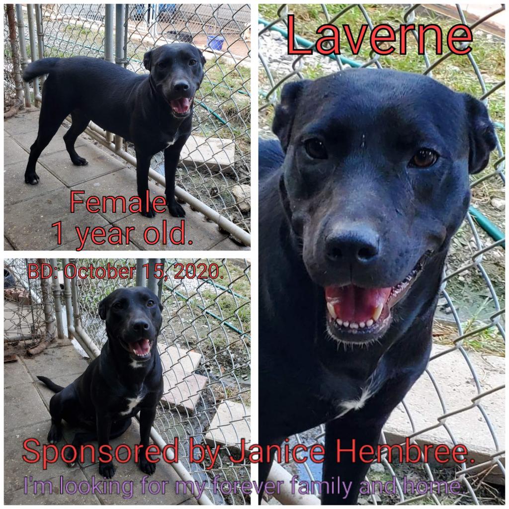 Laverne, an adoptable Mixed Breed in Boaz, AL, 35957 | Photo Image 5