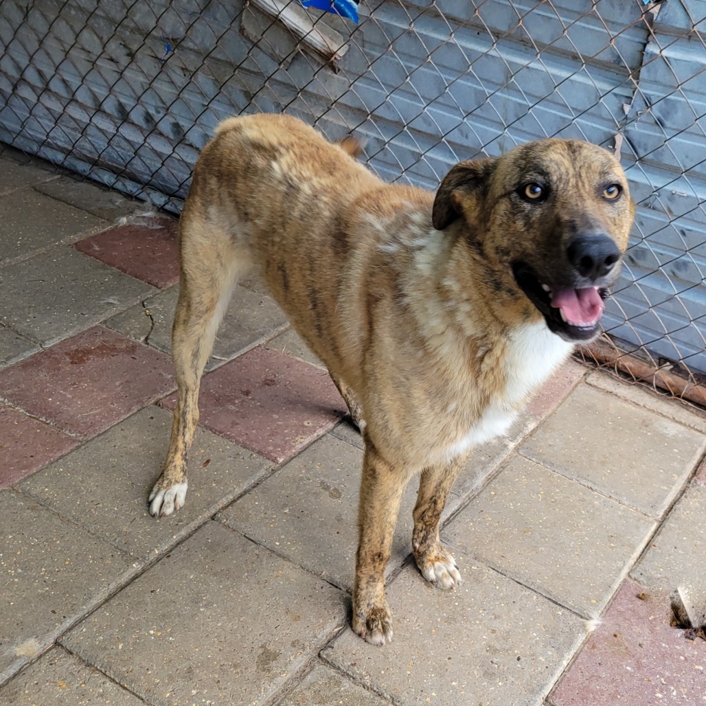 Vector, an adoptable Mixed Breed in Boaz, AL, 35957 | Photo Image 1