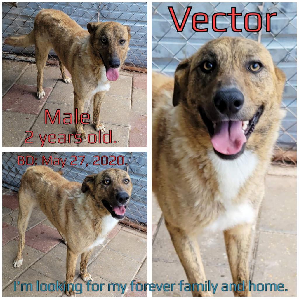 Vector, an adoptable Mixed Breed in Boaz, AL, 35957 | Photo Image 2