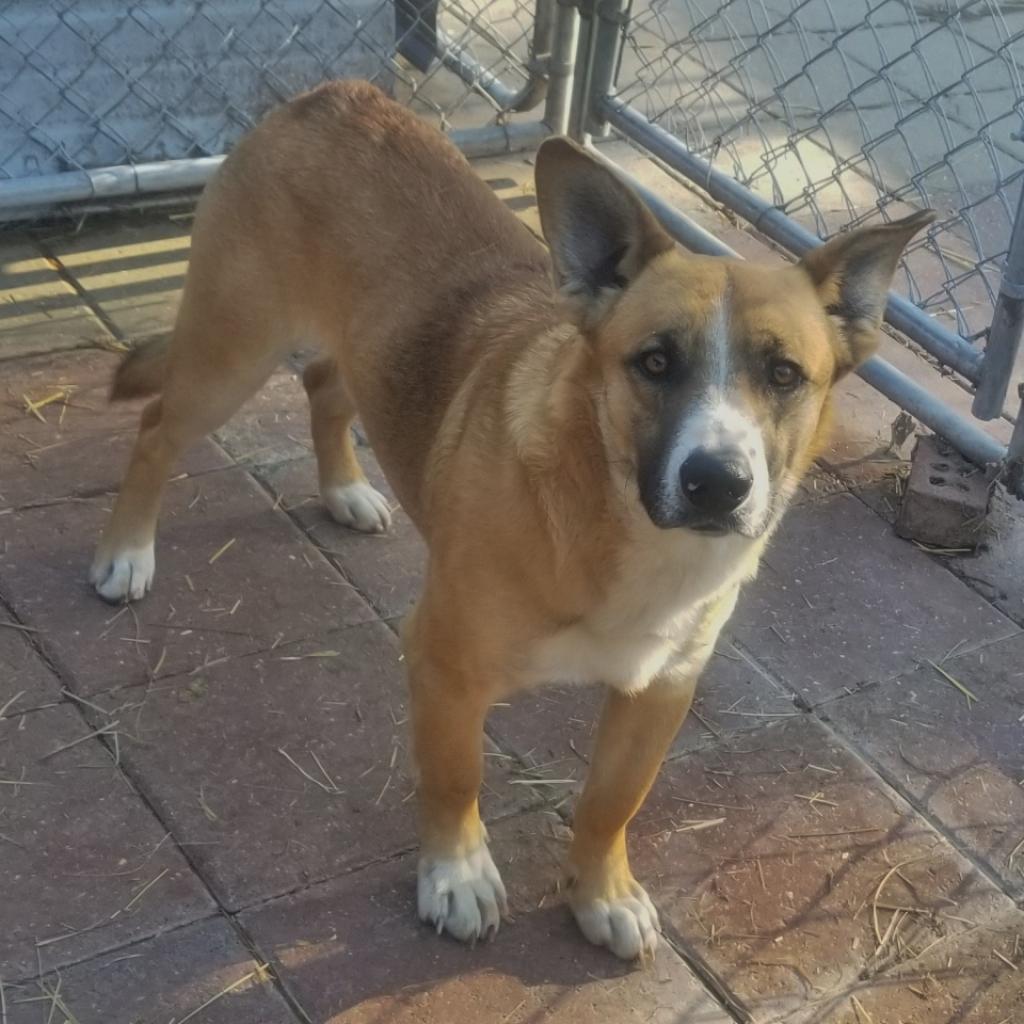 Bruno, an adoptable Mixed Breed in Boaz, AL, 35957 | Photo Image 1