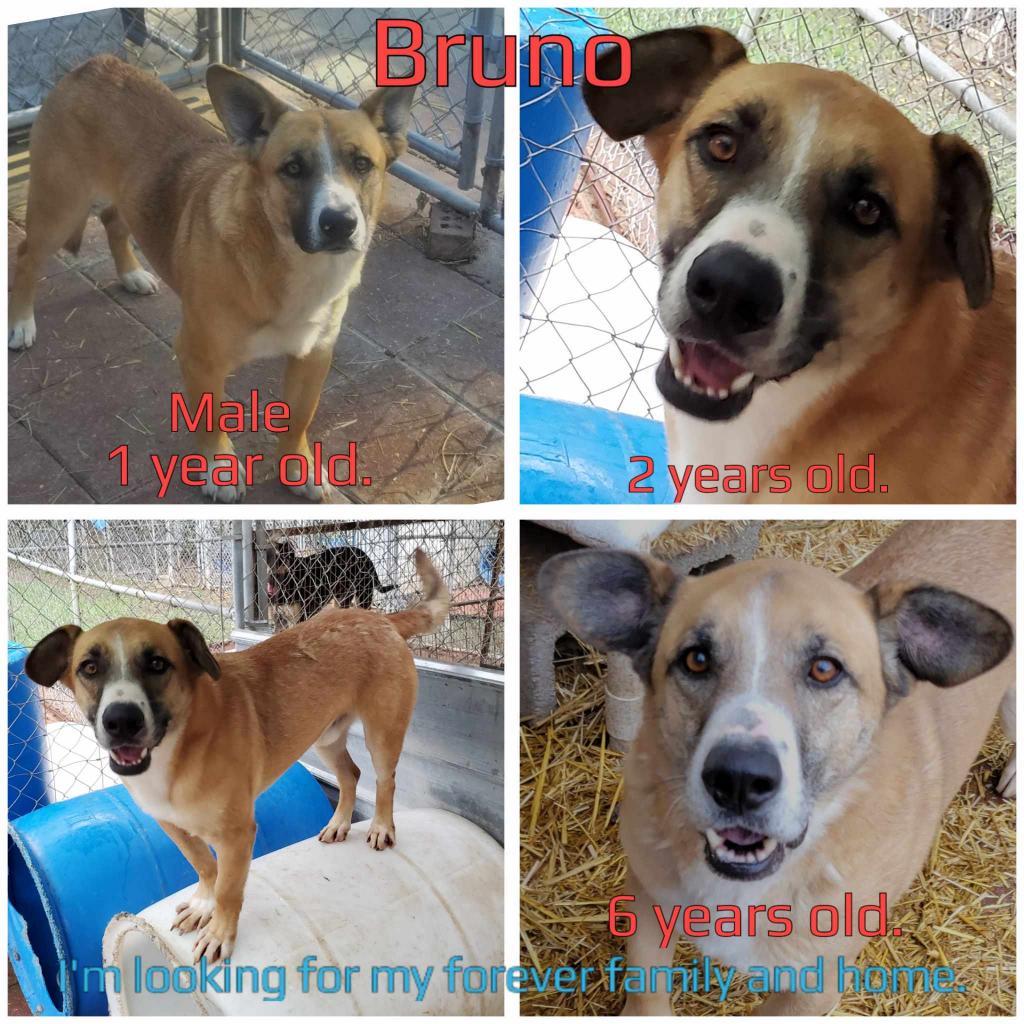 Bruno, an adoptable Mixed Breed in Boaz, AL, 35957 | Photo Image 2