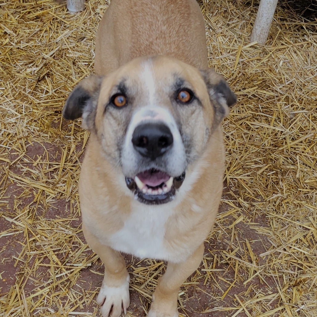 Bruno, an adoptable Mixed Breed in Boaz, AL, 35957 | Photo Image 3