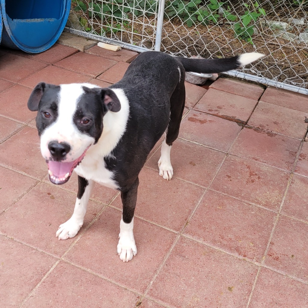 Robby, an adoptable Mixed Breed in Boaz, AL, 35957 | Photo Image 1