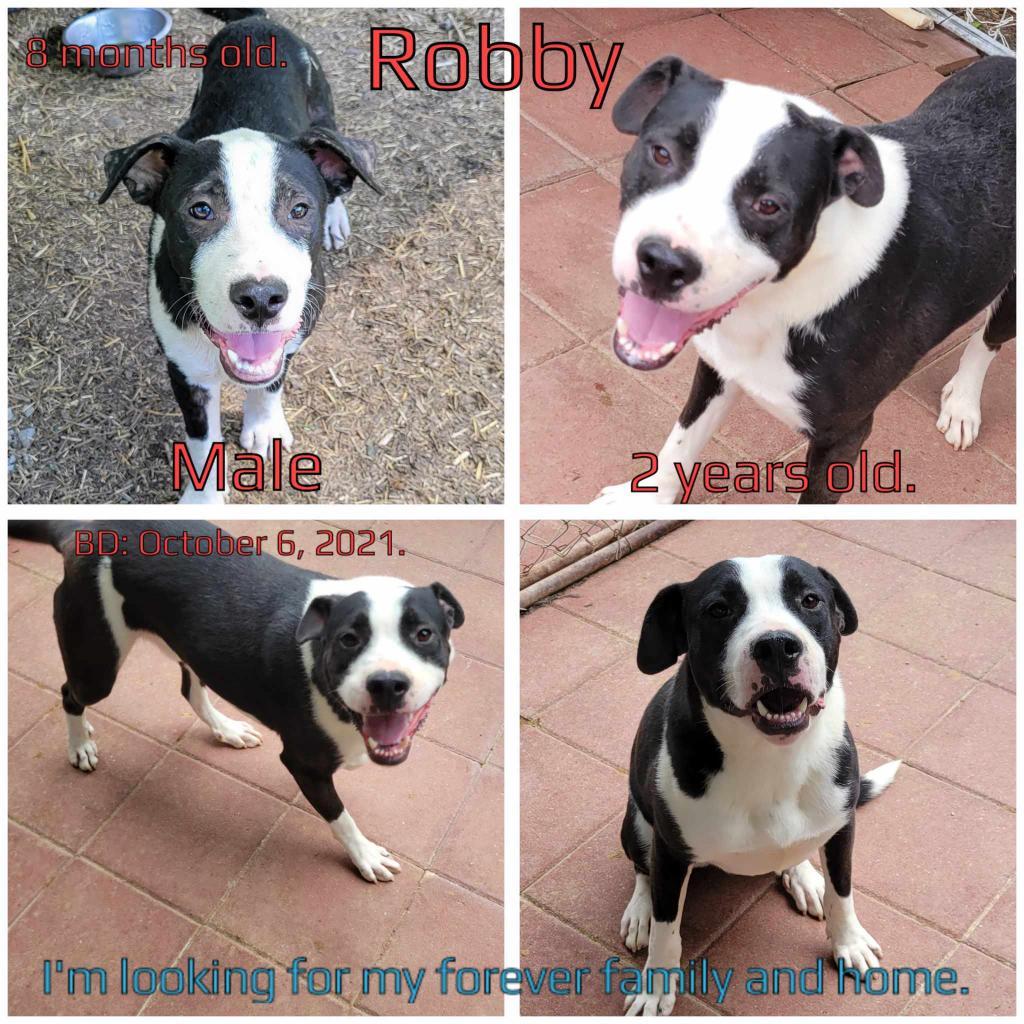 Robby, an adoptable Mixed Breed in Boaz, AL, 35957 | Photo Image 2