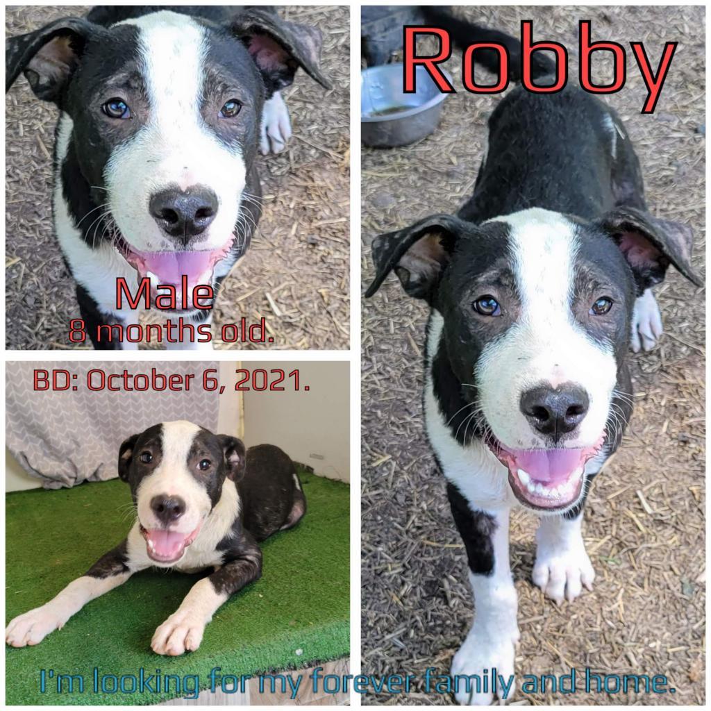 Robby, an adoptable Mixed Breed in Boaz, AL, 35957 | Photo Image 3
