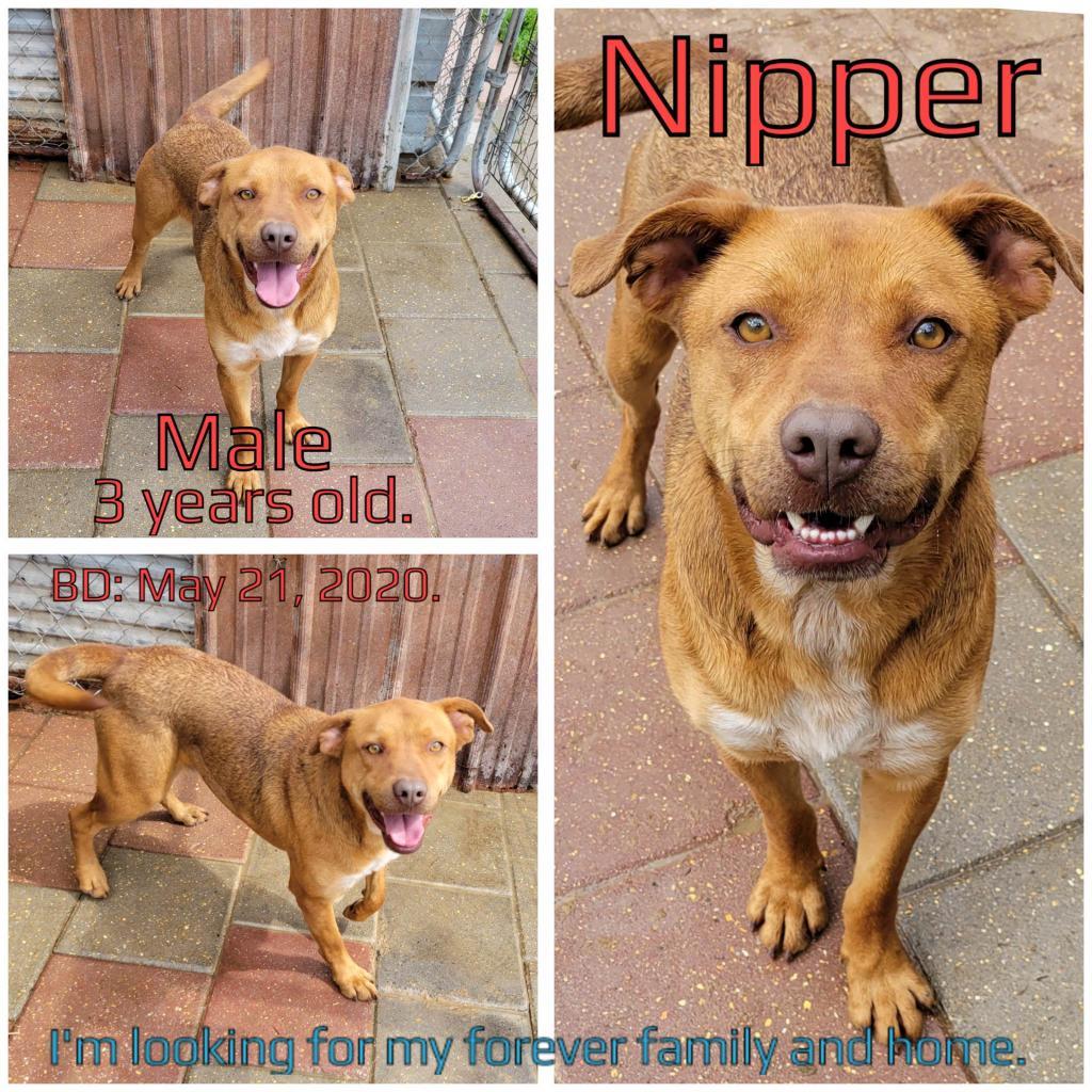 Nipper, an adoptable Shar-Pei, Mixed Breed in Boaz, AL, 35957 | Photo Image 1