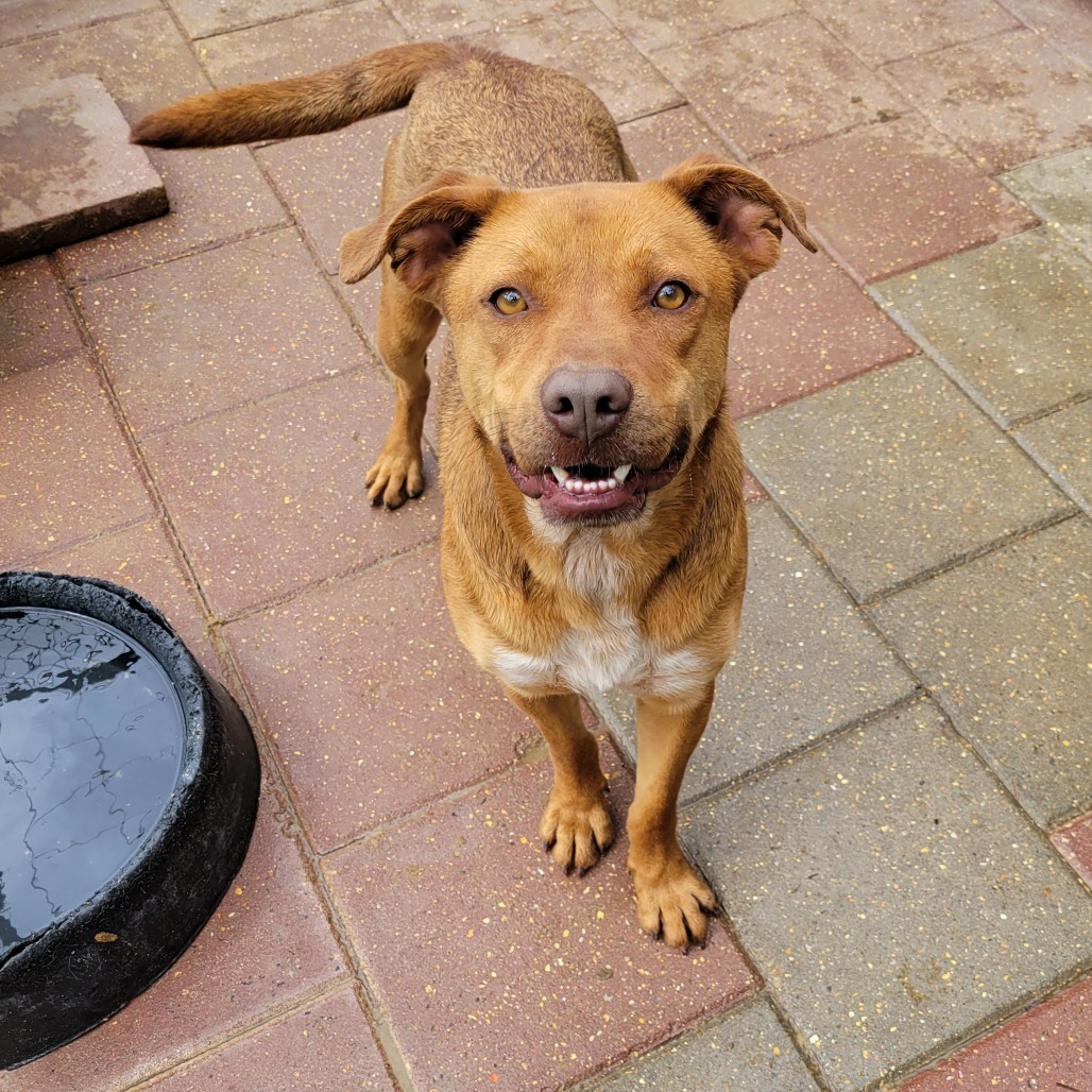 Nipper, an adoptable Shar-Pei, Mixed Breed in Boaz, AL, 35957 | Photo Image 1