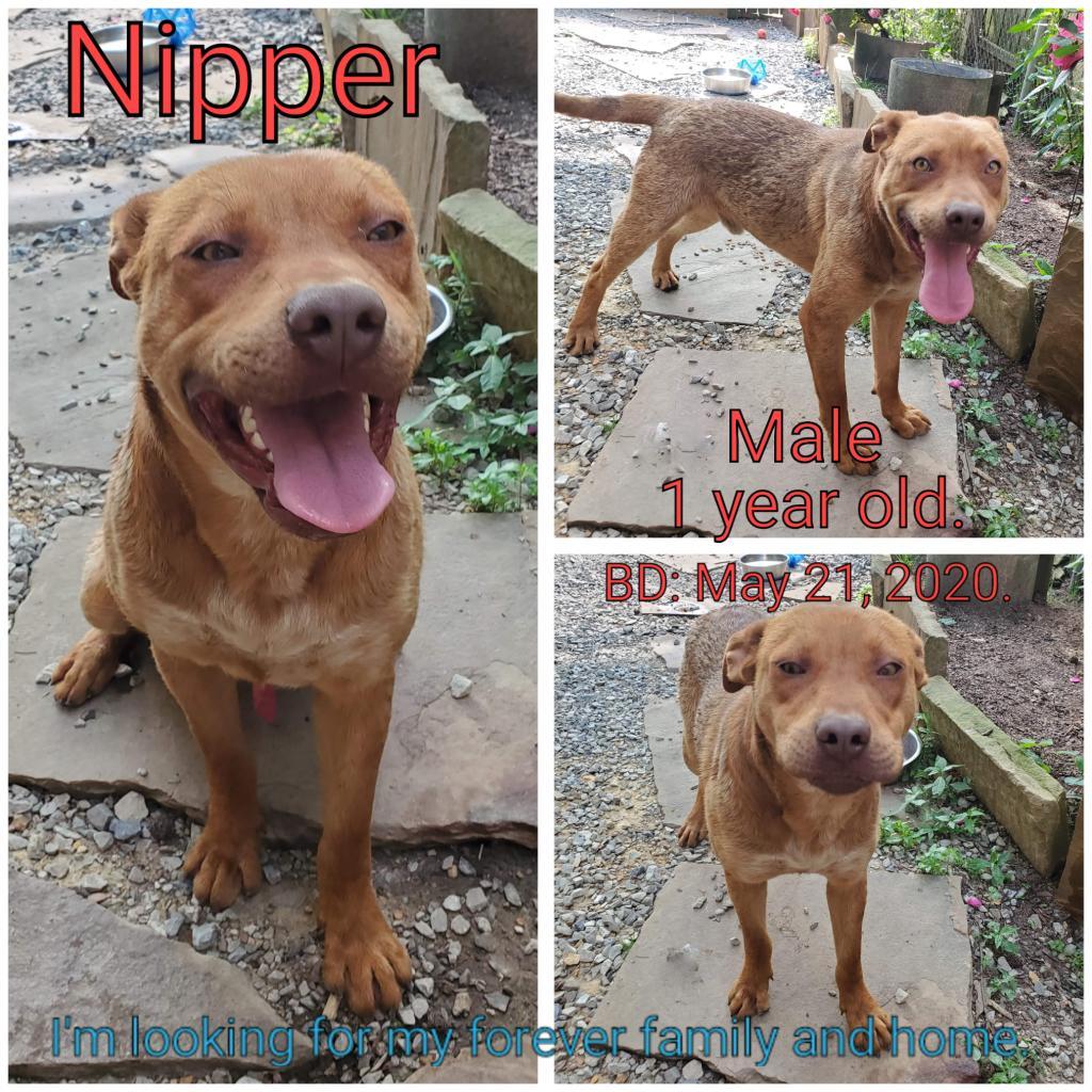 Nipper, an adoptable Shar-Pei, Mixed Breed in Boaz, AL, 35957 | Photo Image 3