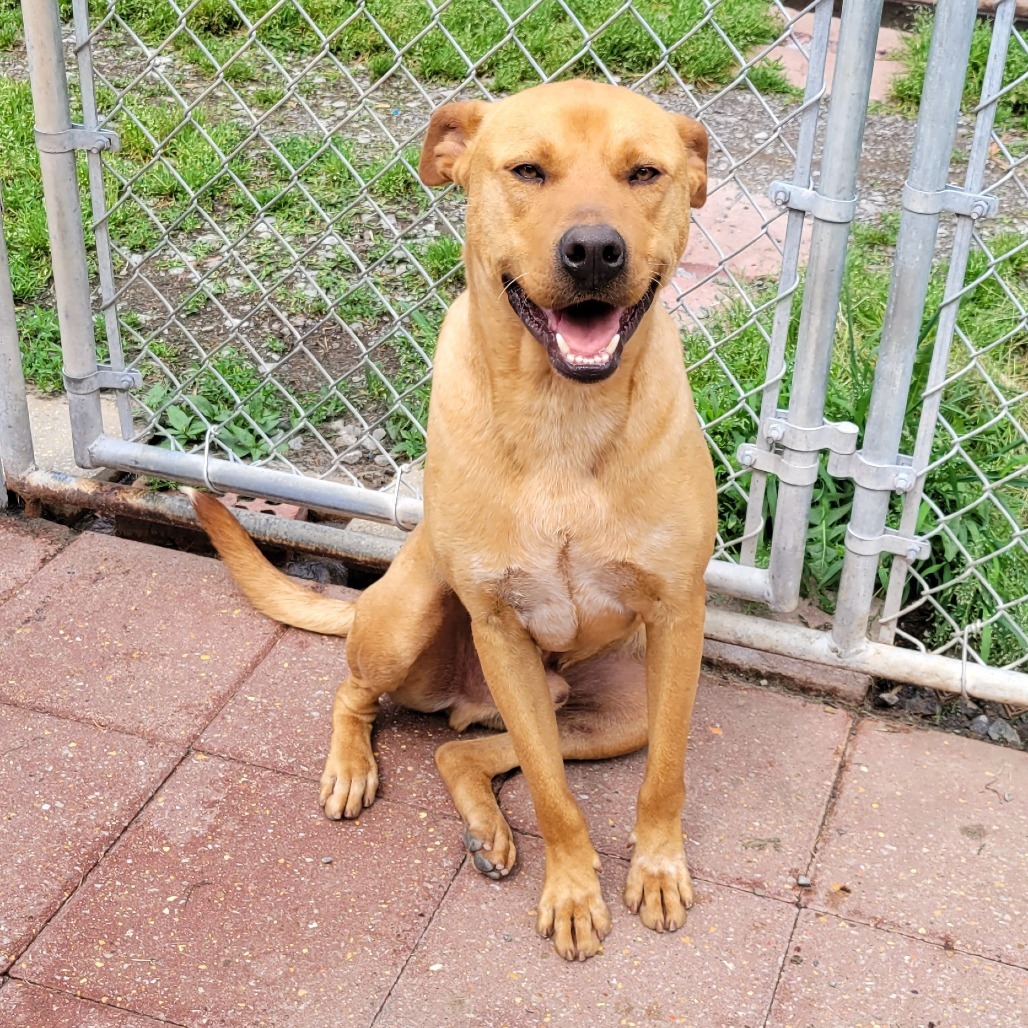 Brodie, an adoptable Mixed Breed in Boaz, AL, 35957 | Photo Image 1