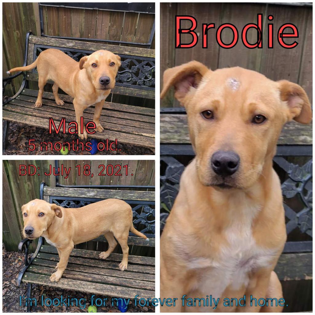 Brodie, an adoptable Mixed Breed in Boaz, AL, 35957 | Photo Image 2