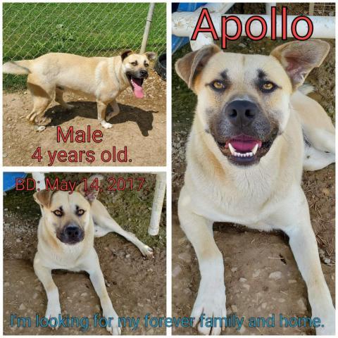 Apollo