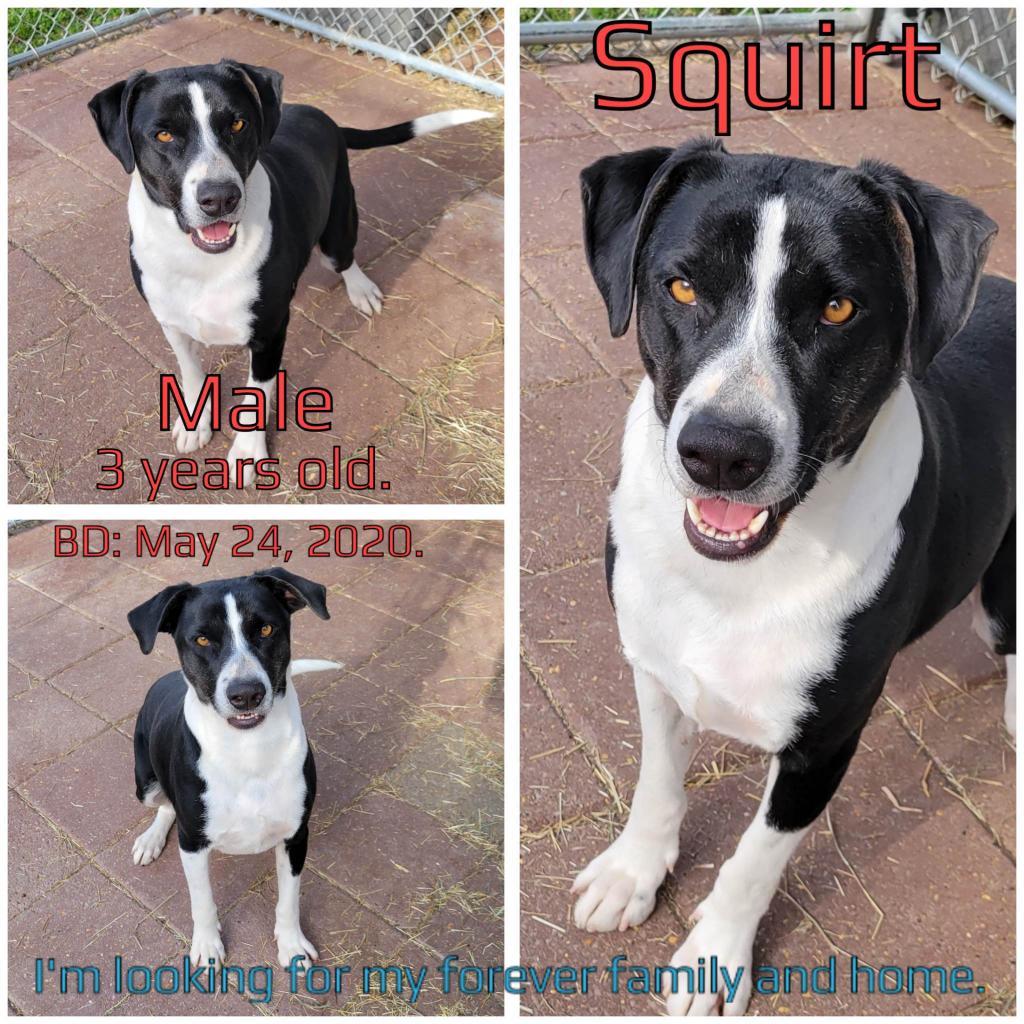 Squirt, an adoptable Mixed Breed in Boaz, AL, 35957 | Photo Image 2