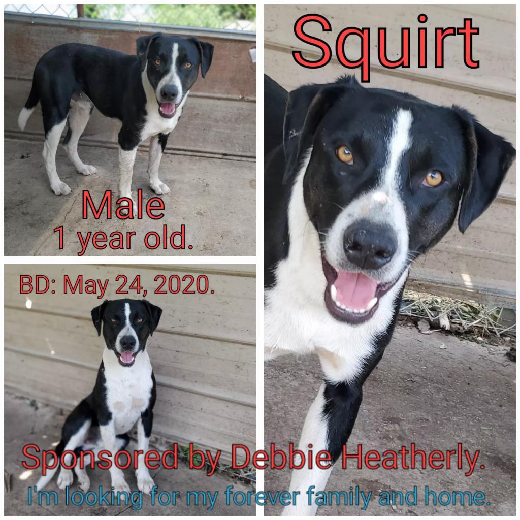 Squirt, an adoptable Mixed Breed in Boaz, AL, 35957 | Photo Image 3