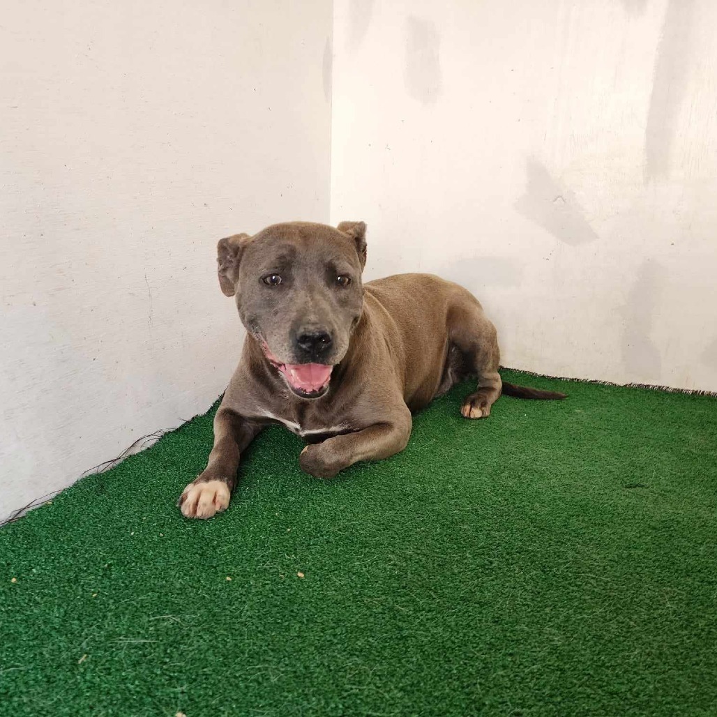 Haven, an adoptable Mixed Breed in Boaz, AL, 35957 | Photo Image 1