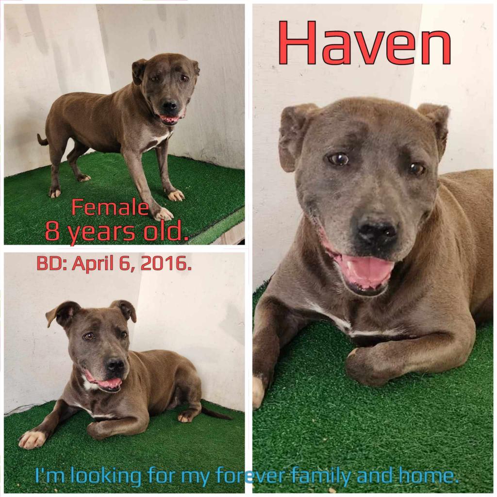 Haven, an adoptable Mixed Breed in Boaz, AL, 35957 | Photo Image 2