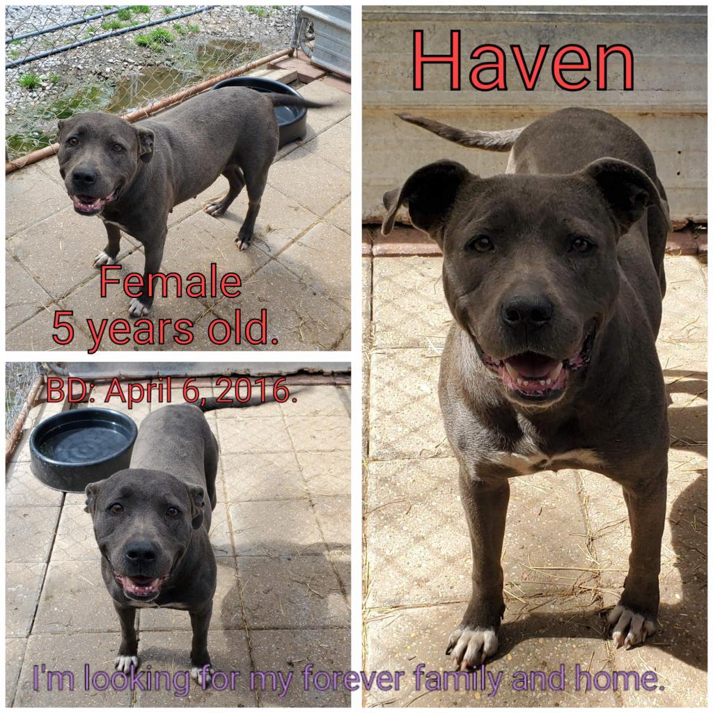 Haven, an adoptable Mixed Breed in Boaz, AL, 35957 | Photo Image 3