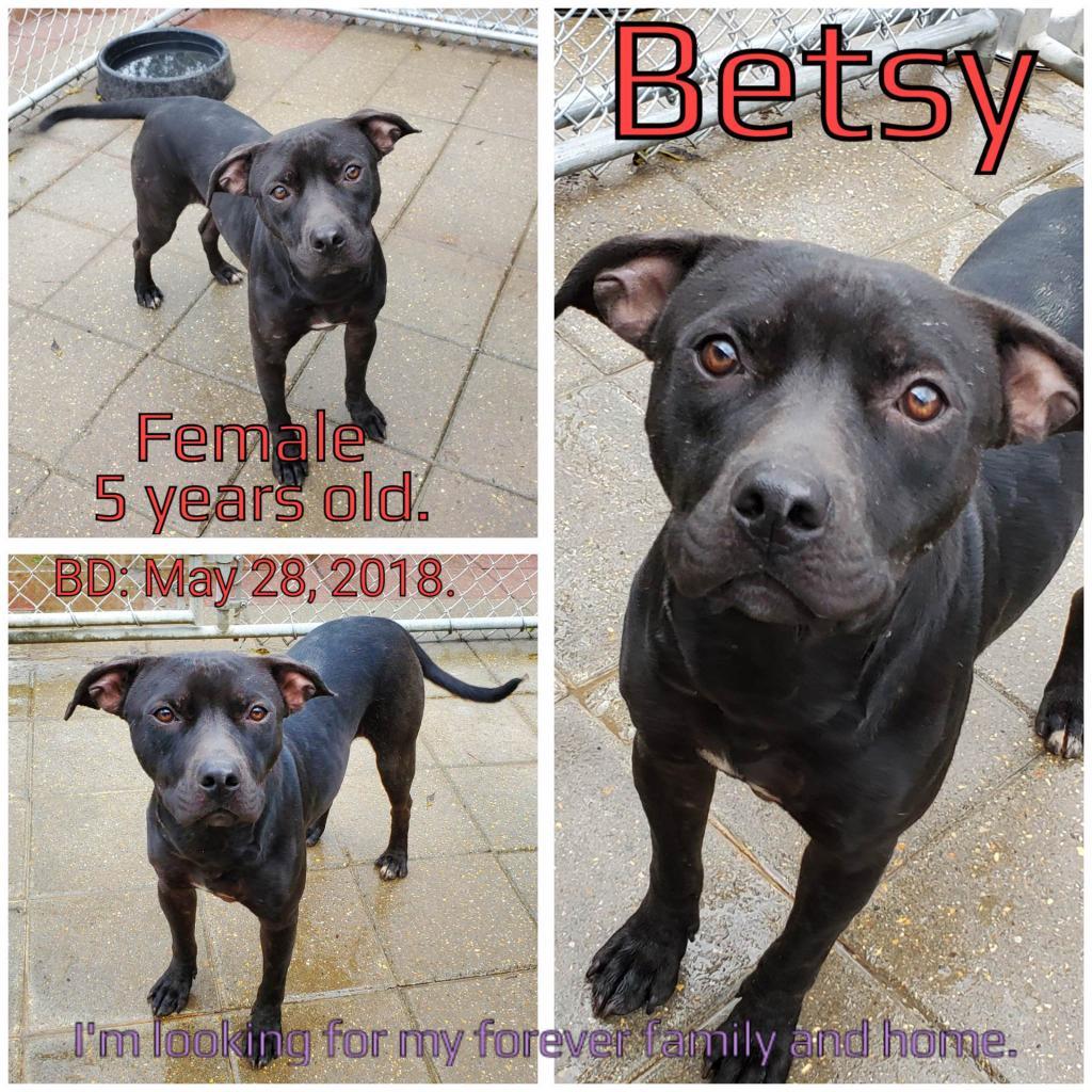 Betsy, an adoptable Mixed Breed in Boaz, AL, 35957 | Photo Image 2