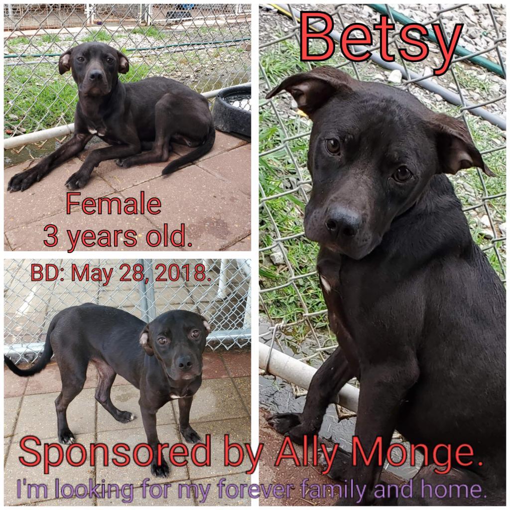 Betsy, an adoptable Mixed Breed in Boaz, AL, 35957 | Photo Image 3
