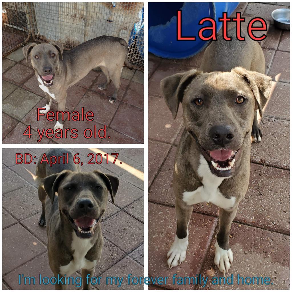 Latte, an adoptable Mixed Breed in Boaz, AL, 35957 | Photo Image 2