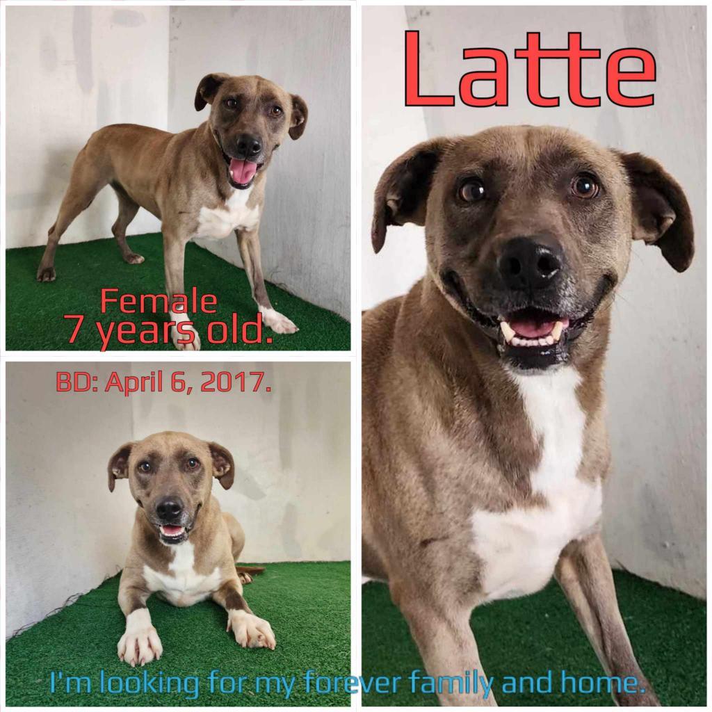 Latte, an adoptable Mixed Breed in Boaz, AL, 35957 | Photo Image 2